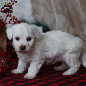 Toby, Bichon Frise Puppy